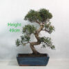 Syzygium Flowering Bonsai Tree Number 180P
