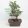 Dwarf Crab Apple Flowering Bonsai Tree Malus Number 20Y