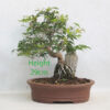 Acer Palmatum Japanese Maple Bonsai Tree On Rock Number 44P