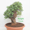 Cork Bark Chinese Elm Bonsai Tree Part Trained Number 134P