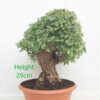 Cork Bark Chinese Elm Bonsai Tree Part Trained Number 96P