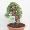 Cork Bark Chinese Elm Bonsai Tree Part Trained Number 329P