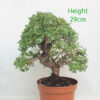 Chinese Elm Bonsai Tree Part Trained Number 71P