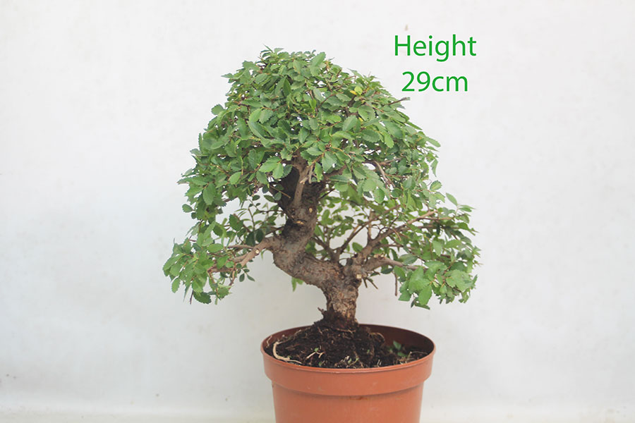 Chinese Elm Bonsai Tree Part Trained Number 71P
