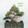 Dwarf Black Pine Part Trained Bonsai Tree Pinus Thunbergii Number 100Y