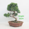 Chinese Juniper Bonsai Tree Number 109P