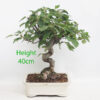 Crab Apple Flowering Bonsai Tree Malus Number 60P