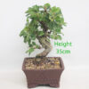 Crab Apple Flowering Bonsai Tree Malus Number 369P
