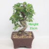Crab Apple Flowering Bonsai Tree Malus Number 369P