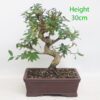 Pomegranate Nejikan Flowering Bonsai Tree Punica Number 335P