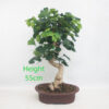 Ginkgo Bonsai Tree Number 249P