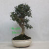 Olive Bonsai Tree Number 226P