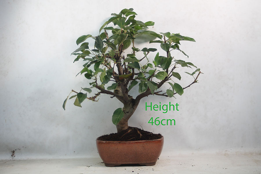 Crab Apple Flowering Bonsai Tree Malus Number 241P