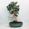 Ginkgo Bonsai Tree Number 298P