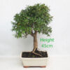 Pomegranate Flowering Bonsai Tree Punica Number 38Y