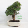 Pomegranate Flowering Bonsai Tree Punica Number 240P