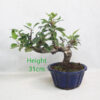Crab Apple Flowering Bonsai Tree Malus Number 312P
