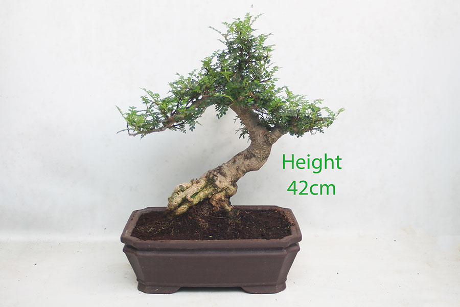 Chinese Pepper Indoor Bonsai Tree Number 338P