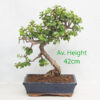 Portulacaria Large Indoor Bonsai Tree Gift Set available to buy from All Things Bonsai Sheffield Yorkshire with free UK delivery