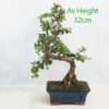 Portulacaria Small Indoor Bonsai Tree Gift Set available to buy from All Things Bonsai Sheffield Yorkshire with free UK delivery