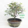 Broom Style Zelkova Serrata Japanese Elm Bonsai Tree Part Trained Number 287P