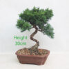 Chinese Juniper Bonsai Tree Number 235P