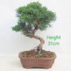 Chinese Juniper Bonsai Tree Number 316P