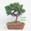 Chinese Juniper Bonsai Tree Number 196P