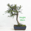 Cotoneaster Flowering Bonsai Clearance Tree Number 159P