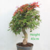 Acer Palmatum Deshojo Japanese Maple Bonsai Tree Part Trained Number 219P