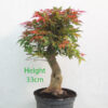 Acer Palmatum Deshojo Japanese Maple Bonsai Tree Part Trained Number 305P