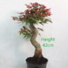Acer Palmatum Deshojo Japanese Maple Bonsai Tree Part Trained Number 152P