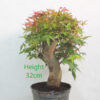 Acer Palmatum Deshojo Japanese Maple Bonsai Tree Part Trained Number 231P