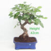 Crab Apple Flowering Bonsai Tree Malus Number 12P