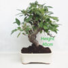 Crab Apple Flowering Bonsai Tree Malus Number 67P