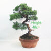 Chinese Juniper Part Trained Bonsai Number 303P