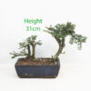 Cotoneaster Flowering Bonsai Clearance Tree Number 249P
