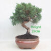 Chinese Juniper Bonsai Tree Number 82Y