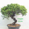 Itoigawa Chinese Juniper Bonsai Tree Part Trained Number 91Y