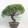 Itoigawa Chinese Juniper Bonsai Tree Part Trained Number 74Y