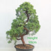 Chinese Juniper Bonsai Tree Part Trained Number 274P