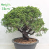 Itoigawa Chinese Juniper Clearance Bonsai Tree Part Trained Number 290P