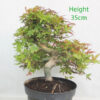 Acer Palmatum Deshojo Japanese Maple Bonsai Tree Part Trained Number 86Y