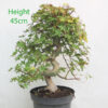 Acer Palmatum Deshojo Japanese Maple Bonsai Tree Part Trained Number 19P