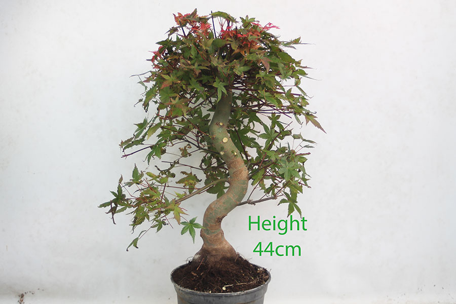 Acer Palmatum Deshojo Japanese Maple Bonsai Tree Part Trained Number 266P