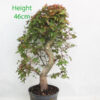 Acer Palmatum Deshojo Japanese Maple Bonsai Tree Part Trained Number 171P