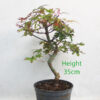 Acer Palmatum Deshojo Japanese Maple Bonsai Tree Part Trained Number 102Y