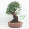 Cork Bark Chinese Elm Bonsai Tree Number 333P