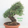 Cork Bark Chinese Elm Bonsai Tree Part Trained Number 80