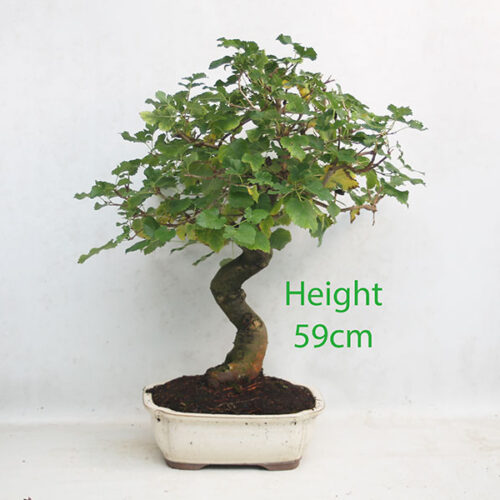 Mulberry Bonsai Tree Number 355P